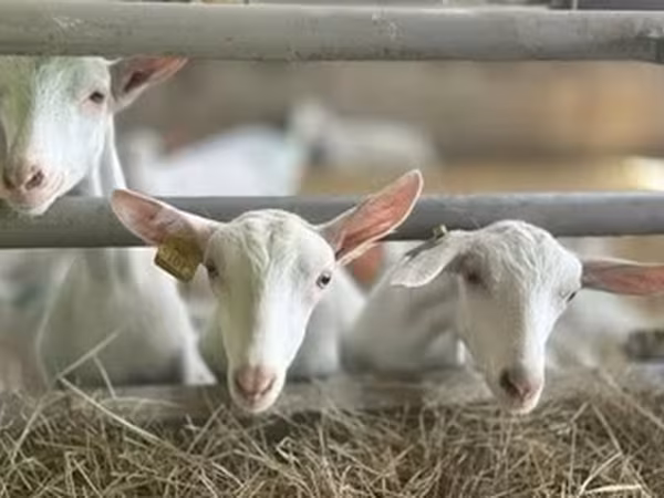 თხა, Saanen goat