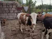 Bulle, Simmental cattle — Foto 8