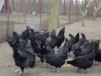 Аям чемани — снимка 8