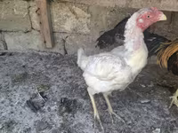 Chickens — fotografija 4