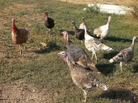 Turkeys — تصویر 2