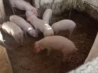 خنزير ذكر, Крупная белая — الصورة 2