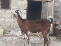 بز نر, بز — عکس 4