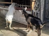 Kambing jantan, Saanen goat — foto 5