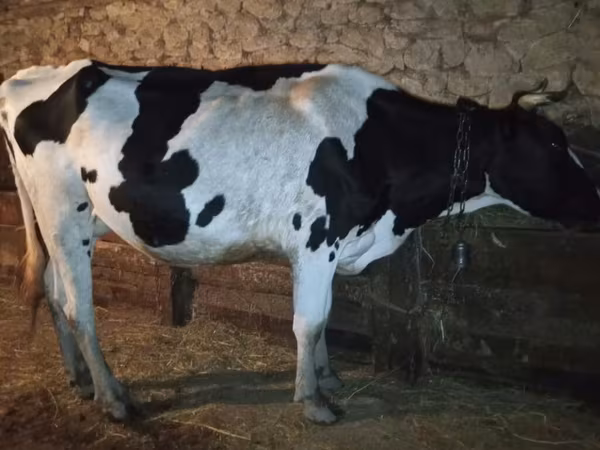 Ko, Holstein-race