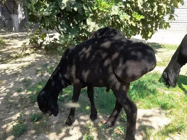Խոյ, Ոչխարներ
