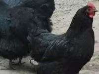 Chickens — zdjęcie 1