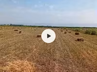 Тук беде, сулуу даны менен пресстелген250штук, Жана жаны полядан — ছবি 2