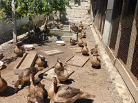Ducks — foto 1