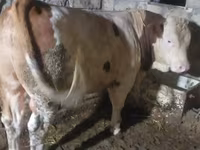 Tjur, Simmental cattle — foto 1