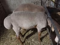 雄羊, Arashan sheep — 写真 1
