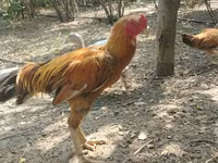 Chickens — 照片 2