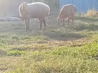 Овен, Rhon sheep — снимка 6