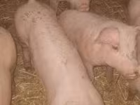 Scrofa, Крупная белая — foto 1