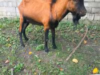 Козел, Nubian Goat — снимка 1