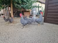 Chickens — foto 2