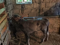 گاو نر, گاو — عکس 5