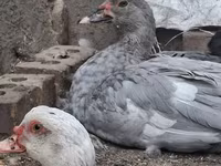 Ducks — снимка 6