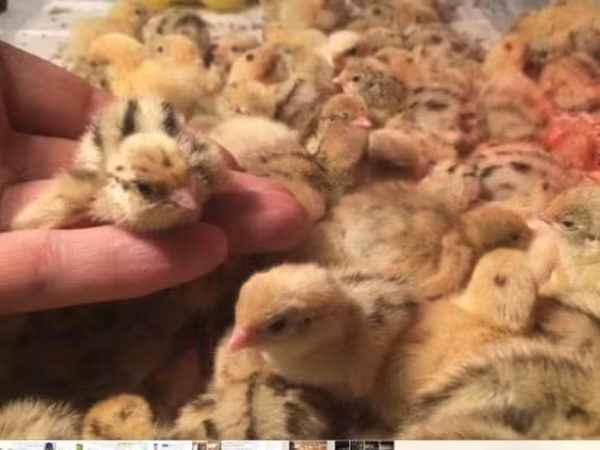 Quails