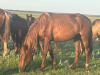 Kuda betina, Horse breed — foto 2