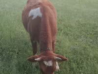 گاو ماده, Simmental cattle — عکس 2