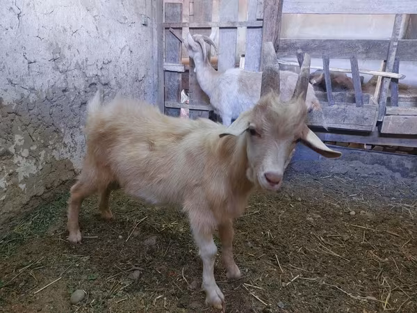بز ماده, Saanen goat
