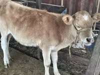 Lo’, Simmental cattle — sawirka 1