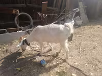 بز ماده, Alpine goat — عکس 5