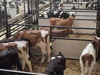 Toro, Ganado vacuno — foto 5