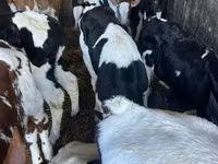 Bou, Russian Black pied cattle — foto 1