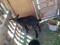 Koza, Nubian Goat — fotografija 7