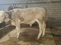 Bik, Simmental cattle — fotografija 1
