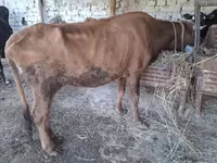 گاو ماده, گاو — عکس 1