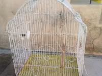 Iki qus (erkek disi) bir boyuk qefes icinde yemi qabi su qabi — zdjęcie 2