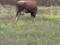 Krava, Simmental cattle — fotografija 2