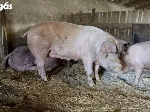 Babi betina, Крупная белая