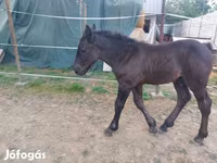 Бие, Hungarian horse breed — 2-сурет