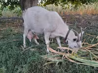 Goat, Goats — photo 1