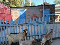 بز ماده, بز — عکس 3