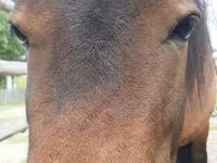 Hoppe, American shetland pony — foto 1