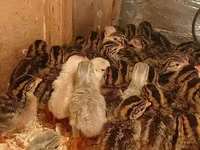 Guinea fowl — عکس 1