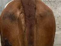 گاو ماده, Simmental cattle — عکس 4