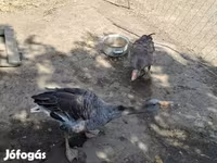 Geese — foto 3