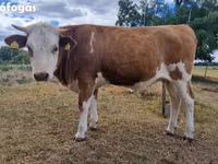 Krava, Simmental cattle — fotografija 4