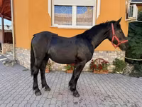 ცხენი, Hungarian horse breed — ფოტო 5