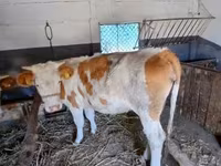 Krava, Simmental cattle — foto 5