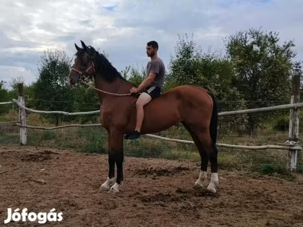 குதிரை, Dutch warmblood horse