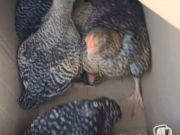 Chickens