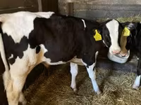 Lembu jantan, Holstein breed — foto 3