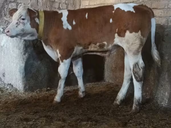 วัวตัวผู้, Simmental cattle